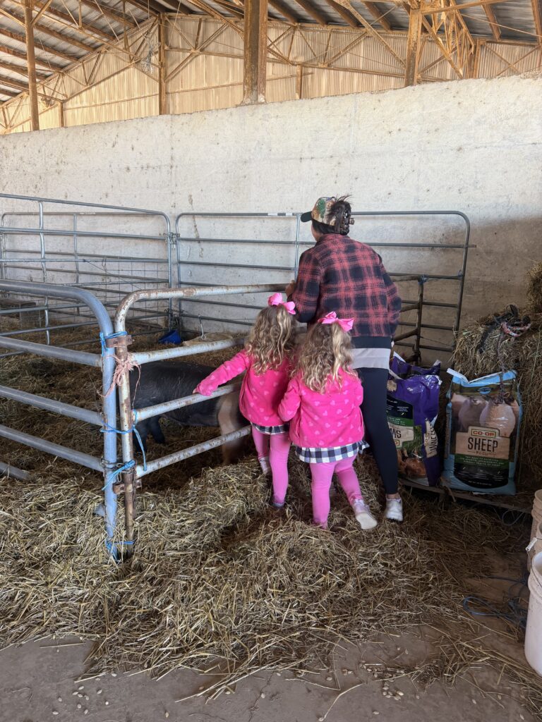 Twin girls in pink outfits visiting sheep in a barn
